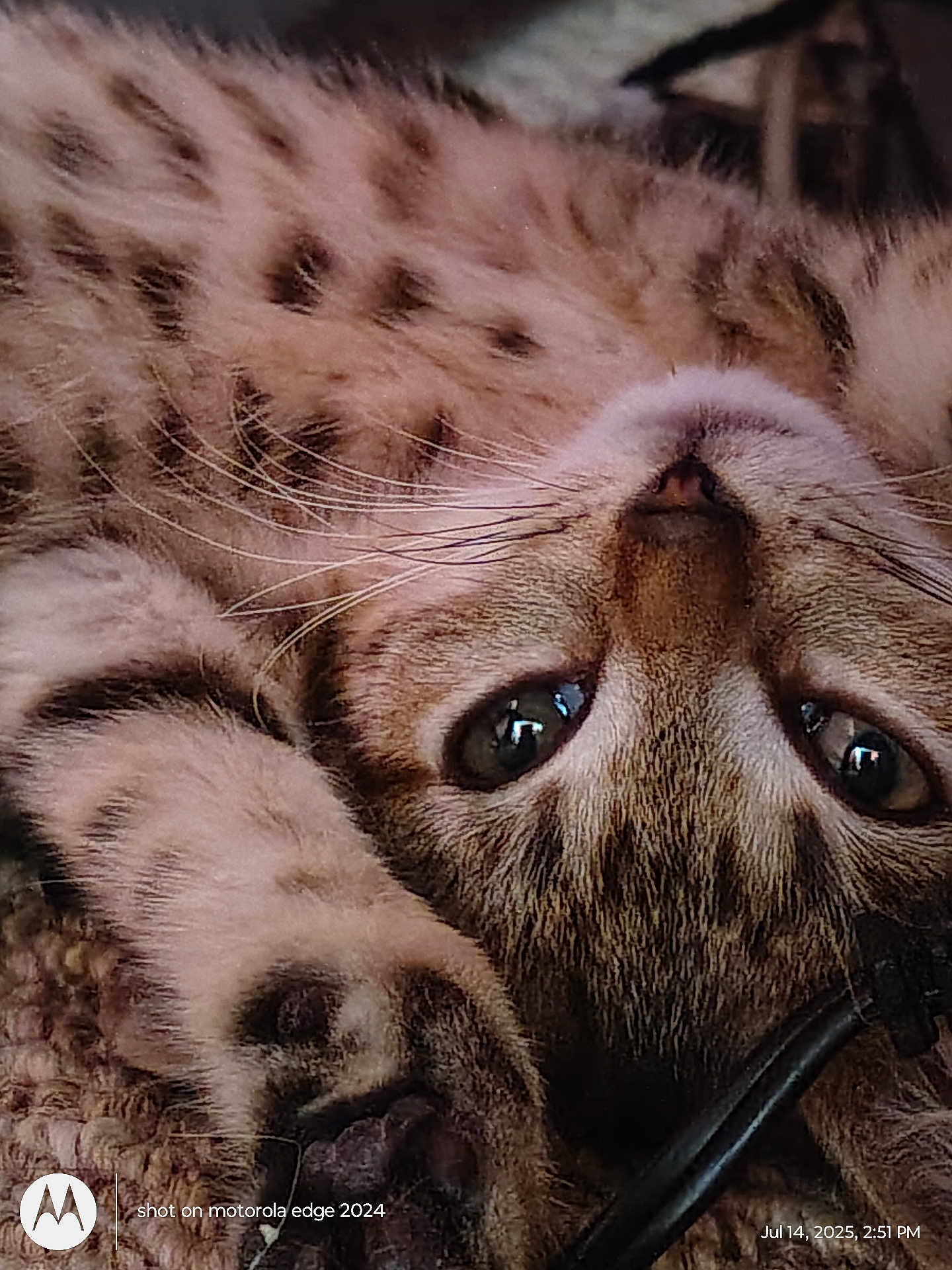 Spring joined the competition — help win amazing prizes! cat, tabby, close_up, paw, whiskers, fur, pet, animal, lying_down, relaxed, cute, indoor, soft_texture, curious_eyes, face, nose, sleepy, feline, cozy, domestic_animal
