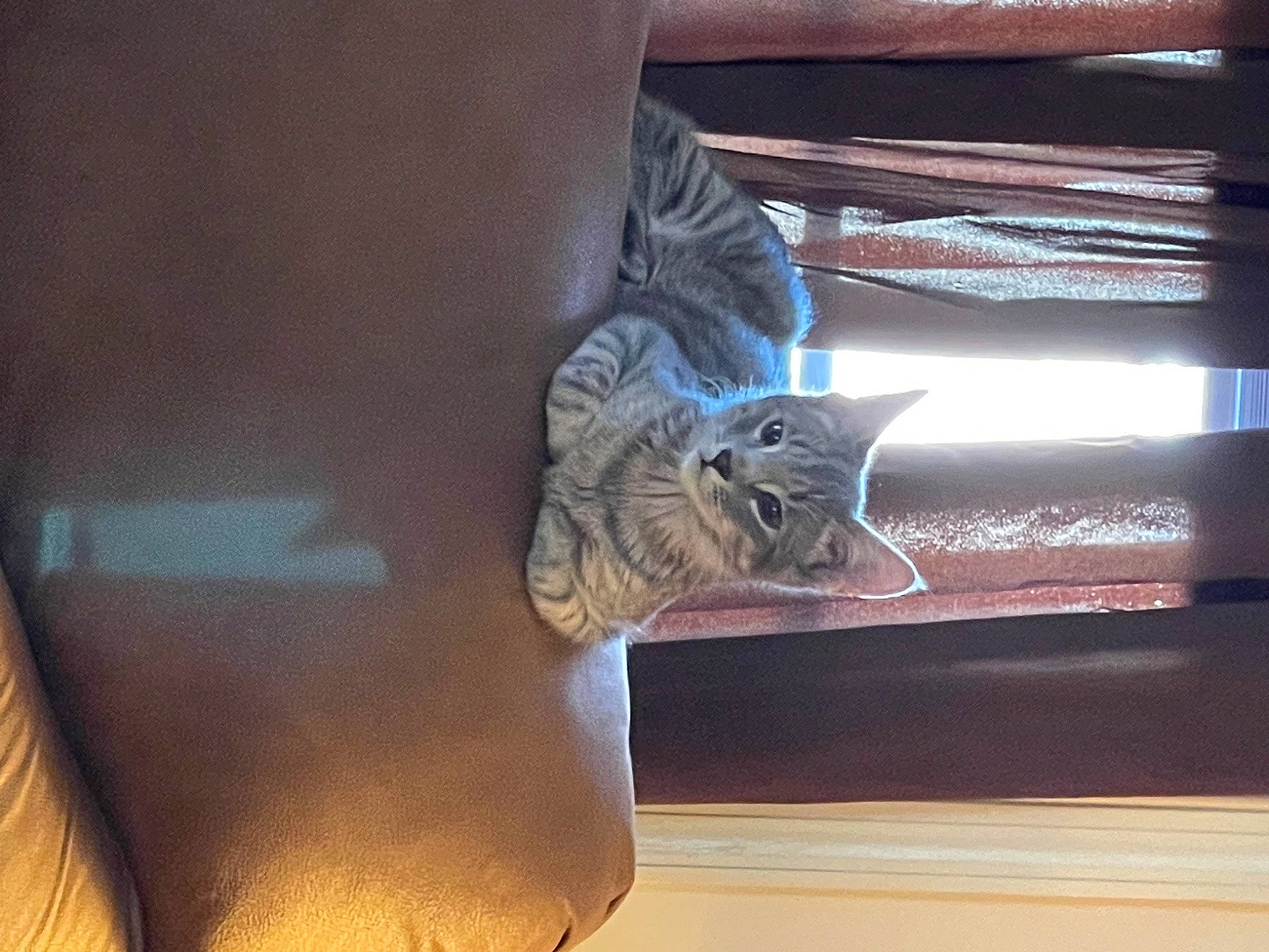 Diesel is registered to the contest to win money with this photo: carnivore, cat, comfort, elbow, felidae, floor, flooring, foot, hardwood, human_body, human_leg, mammal, small_to_medium_sized_cats, tail, thigh, tints_and_shades, vertebrate, whiskers, window, wood