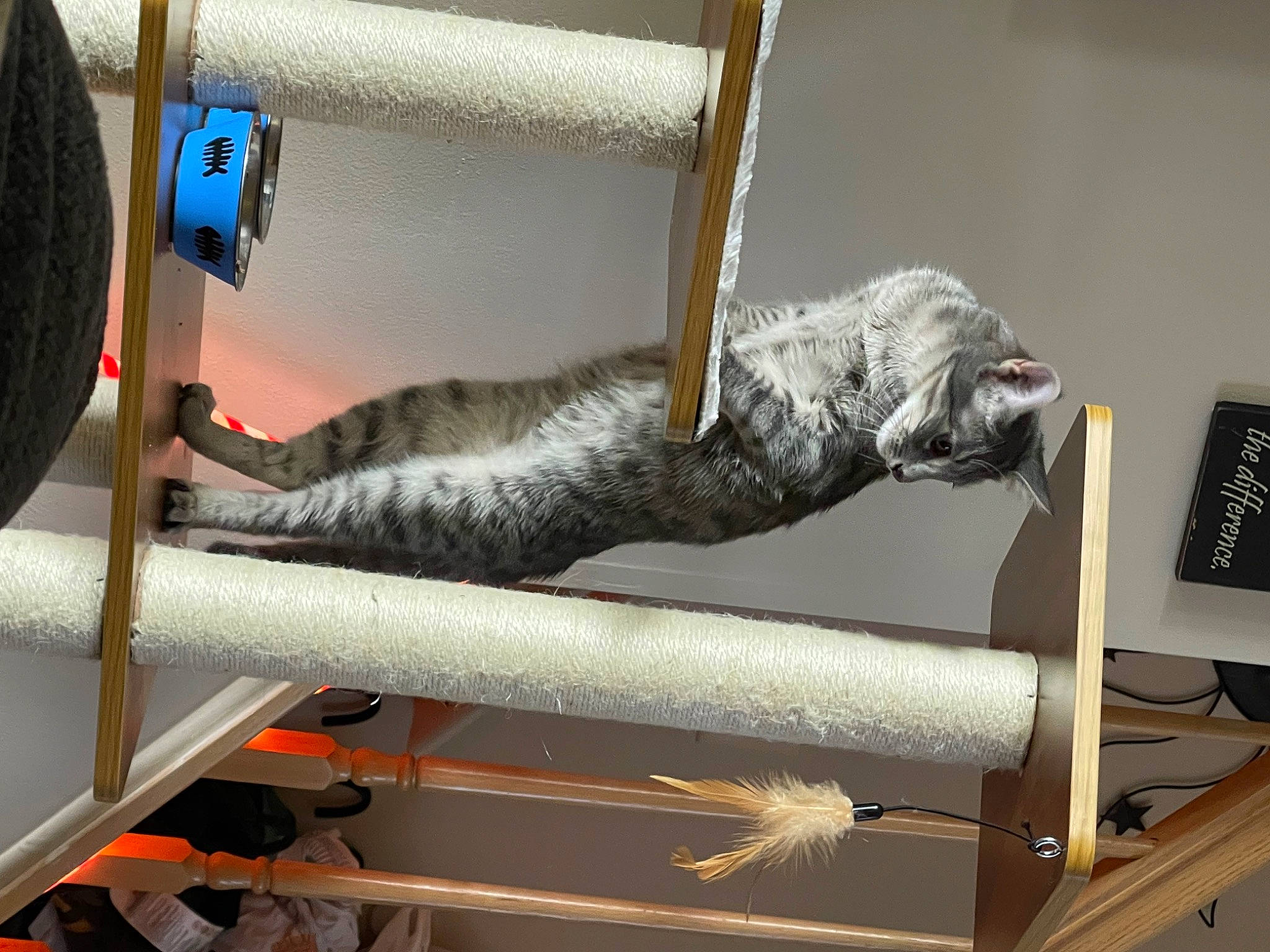 Diesel joined the competition — help win amazing prizes! balance, carnivore, cat, cat_supply, domestic_short_haired_cat, felidae, fur, gas, grey, mammal, metal, room, shelf, small_to_medium_sized_cats, tail, vertebrate, wood