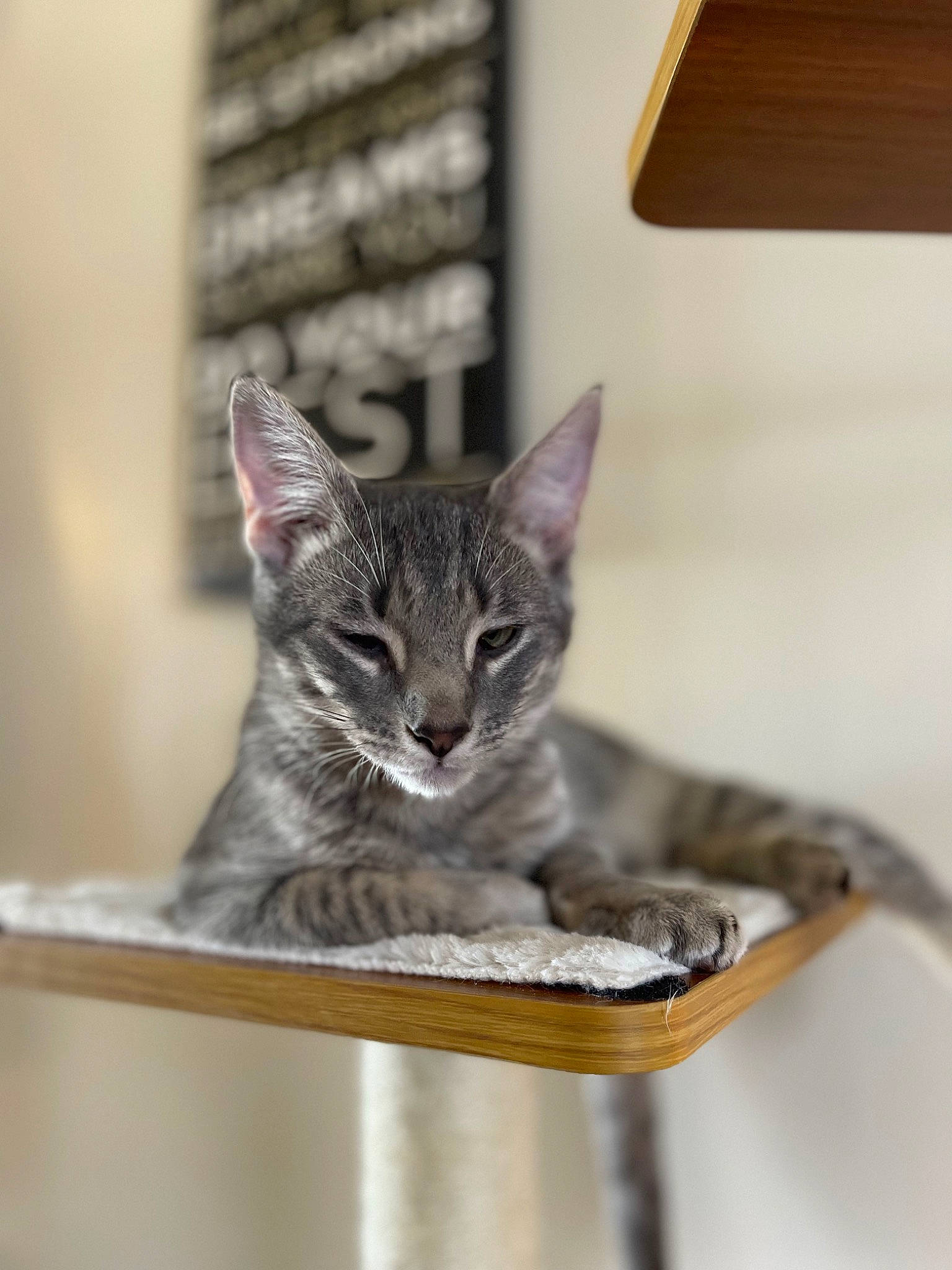 Diesel joined the competition — help win amazing prizes! art, carnivore, cat, cat_furniture, cat_supply, claw, domestic_short_haired_cat, felidae, fur, metal, pet_supply, small_to_medium_sized_cats, snout, tail, whiskers, wildlife, wood