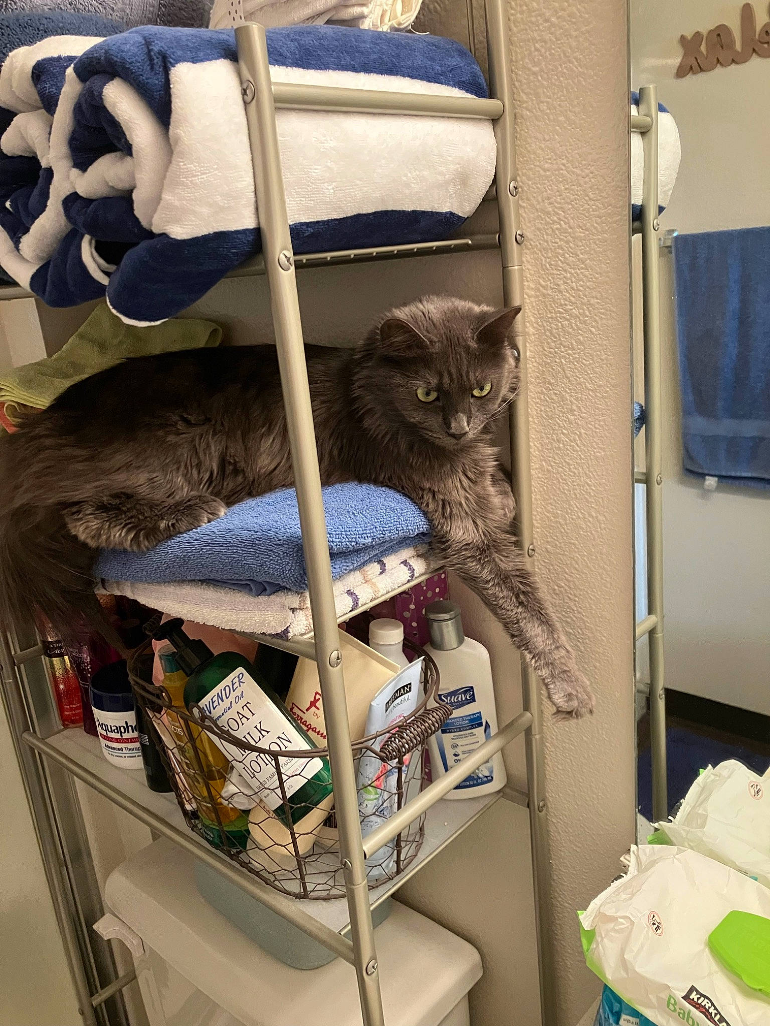 Jigsaw joined the competition — help win amazing prizes! bag, carnivore, cat, cat_supply, closet, comfort, domestic_short_haired_cat, felidae, fur, linens, luggage_and_bags, pet_supply, publication, room, shelf, shelving, small_to_medium_sized_cats, textile, whiskers, window