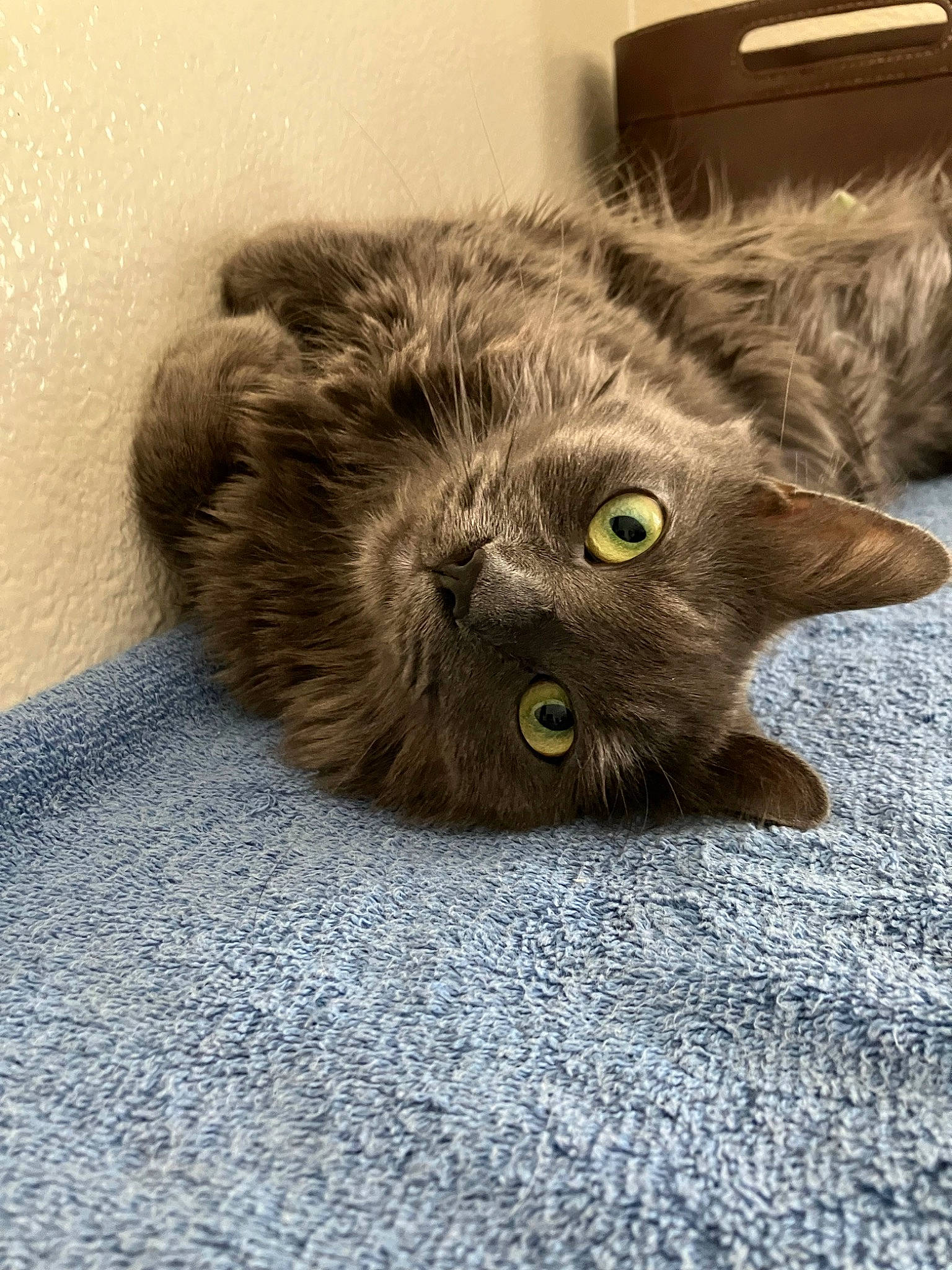 Jigsaw is registered to the contest to win money with this photo: black_cat, carnivore, cat, chartreux, claw, domestic_short_haired_cat, fawn, felidae, fur, grey, korat, paw, russian_blue, small_to_medium_sized_cats, snout, tail, terrestrial_animal, whiskers