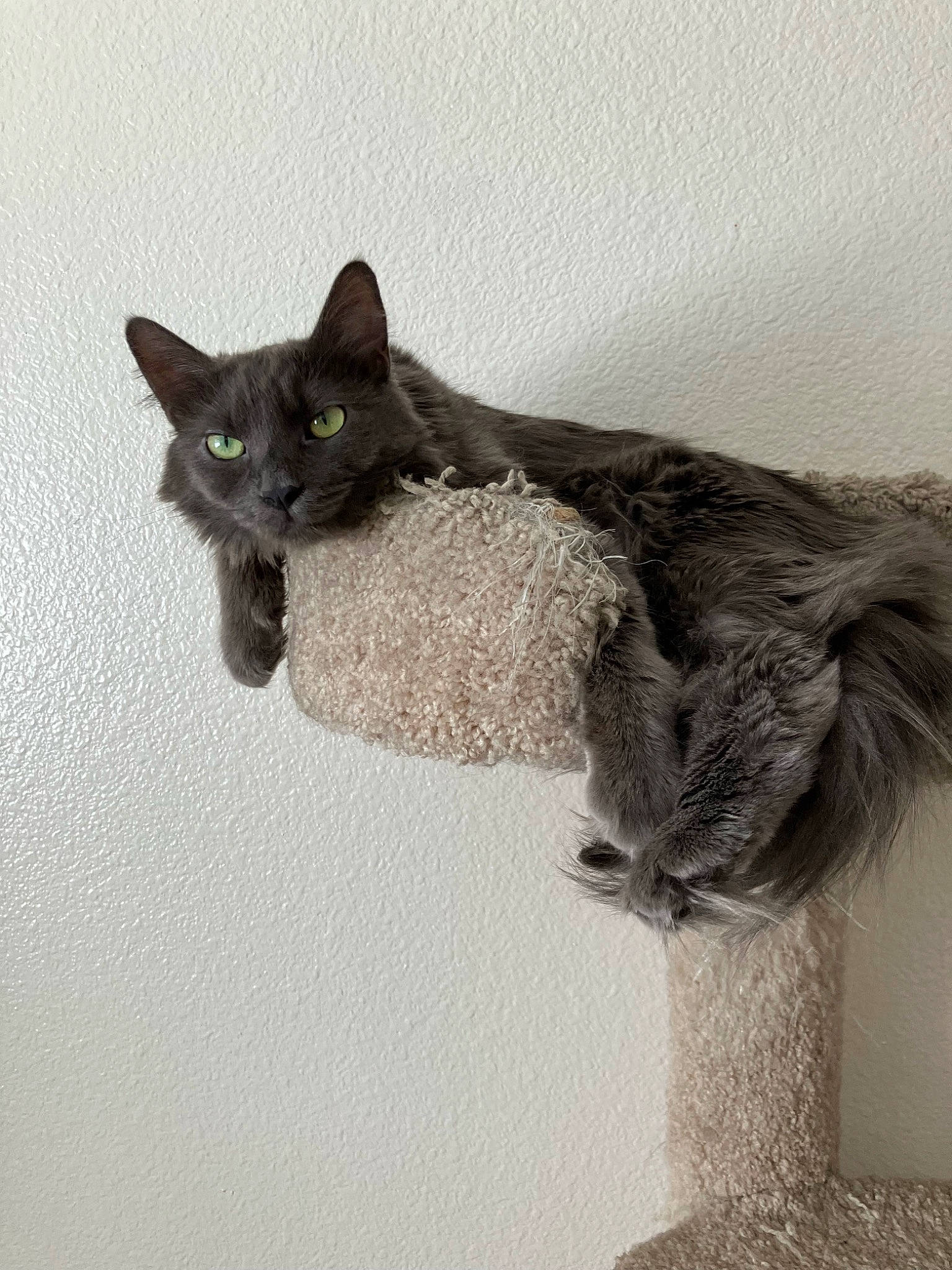 Jigsaw joined the competition — help win amazing prizes! black_cat, carnivore, cat, claw, comfort, domestic_short_haired_cat, felidae, fur, grey, paw, small_to_medium_sized_cats, snout, tail, terrestrial_animal, whiskers