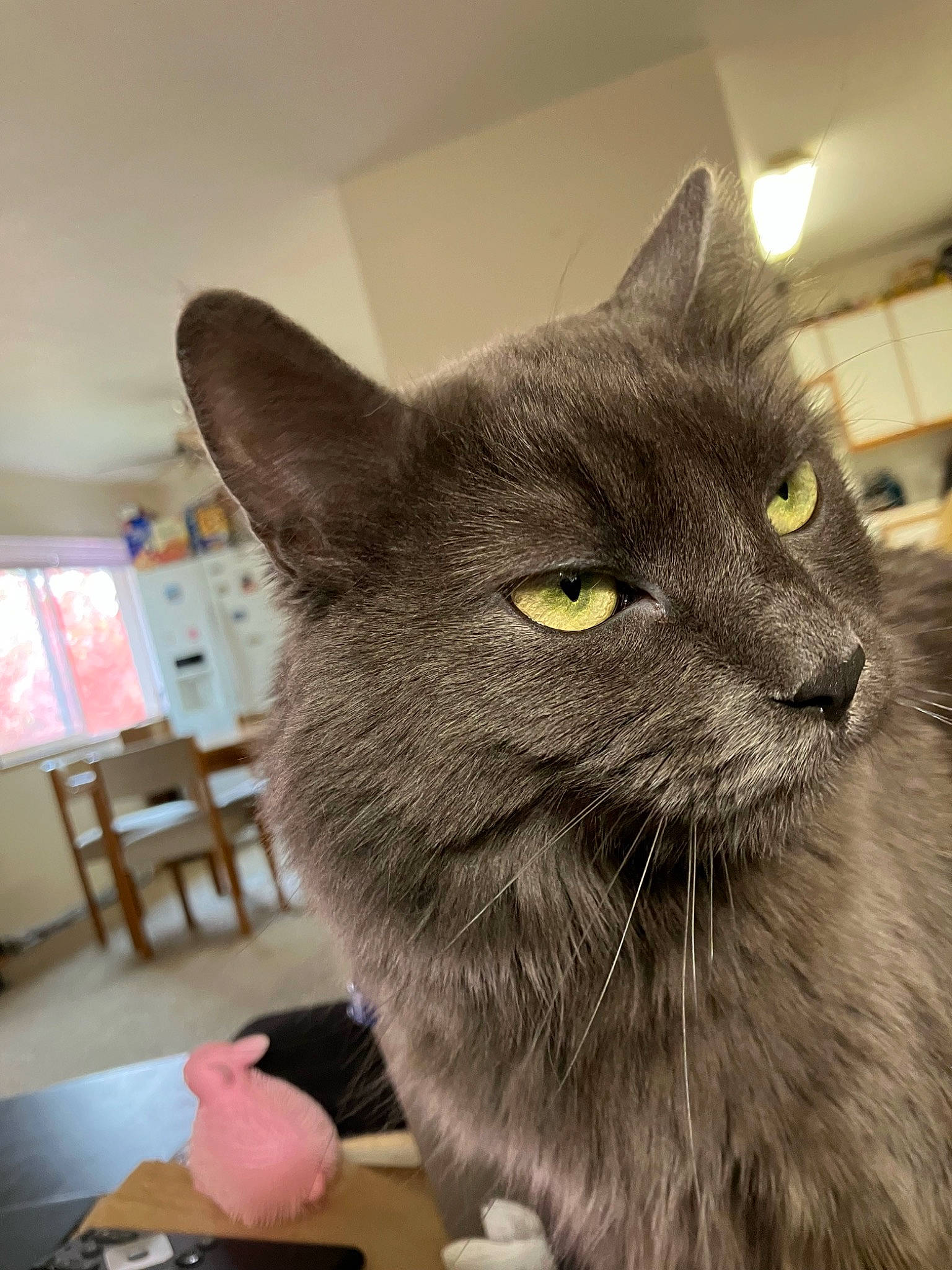 Jigsaw joined the competition — help win amazing prizes! black_cat, carnivore, cat, chair, chartreux, domestic_short_haired_cat, felidae, fur, grey, korat, office_supplies, picture_frame, russian_blue, small_to_medium_sized_cats, snout, terrestrial_animal, whiskers