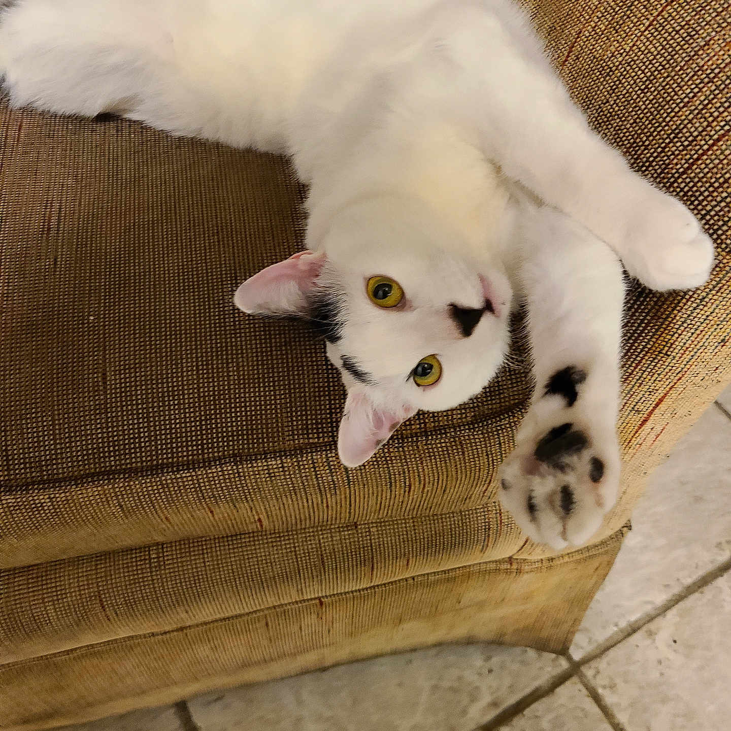 Oliver joined the competition — help win amazing prizes! animal, black_spots, cat, couch, cute, domestic_cat, fur, furniture, indoor, mammal, paw, pet, playful, relaxed, resting, stretching, tile_floor, upside_down, white_cat, yellow_eyes
