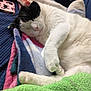 cat, sleeping, blanket, cozy, fur, pet, animal, indoor, relaxation, cute, pink_nose, paw, white_fur, black_fur, soft_texture, resting, comfort, close_up, domestic_cat, nap