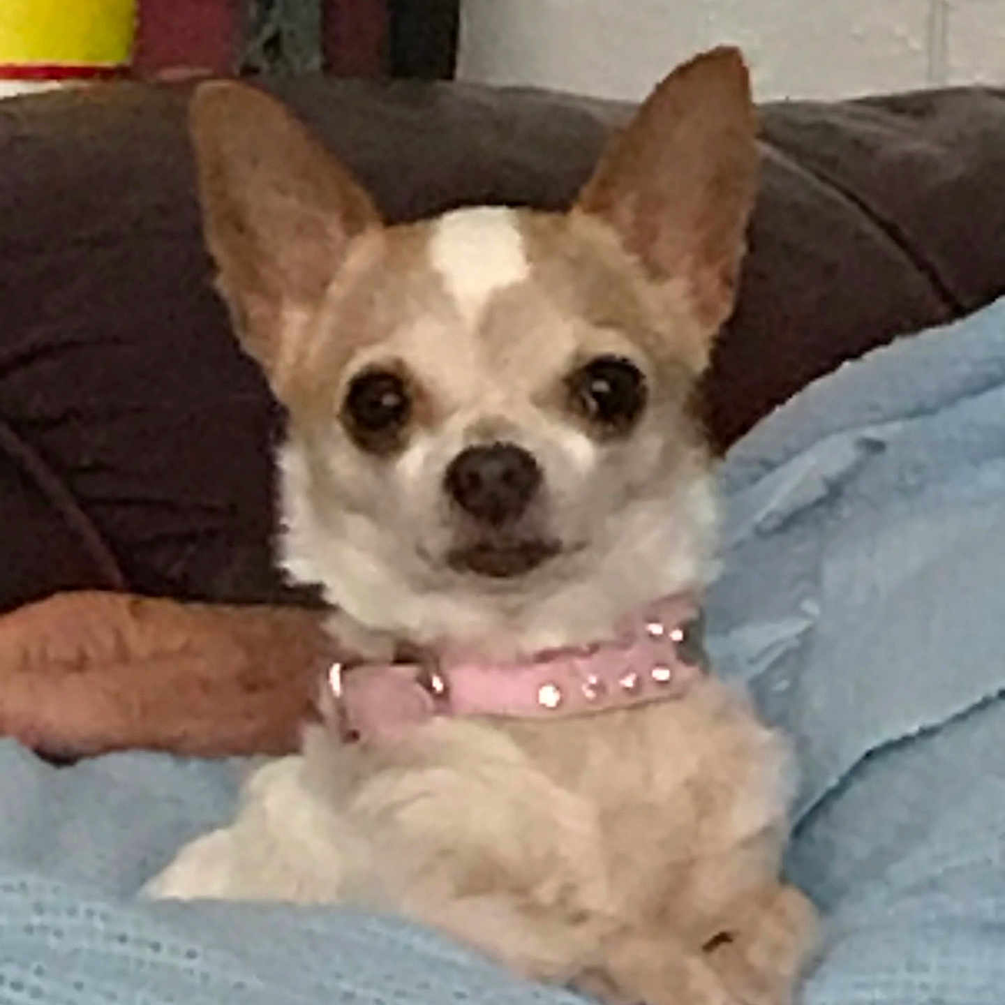 Cupcake joined the competition — help win amazing prizes! animal, blanket, blue_blanket, chihuahua, collar, companion, couch, cute, dog, domestic, ears, face, fur, home, indoor, pet, pink_collar, relaxed, sitting, small_dog