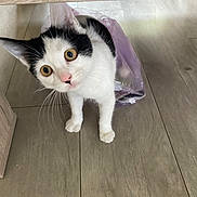 Louna a rejoint le concours — aidez-le/la à gagner de superbes lots ! cat, black_and_white, curious, wide_eyes, plastic_bag, floor, wooden_floor, indoor, pet, animal, feline, whiskers, ears, pink_nose, playful, close_up, looking_up, young_cat, domestic_cat, under_furniture