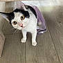 cat, black_and_white, curious, wide_eyes, plastic_bag, floor, wooden_floor, indoor, pet, animal, feline, whiskers, ears, pink_nose, playful, close_up, looking_up, young_cat, domestic_cat, under_furniture