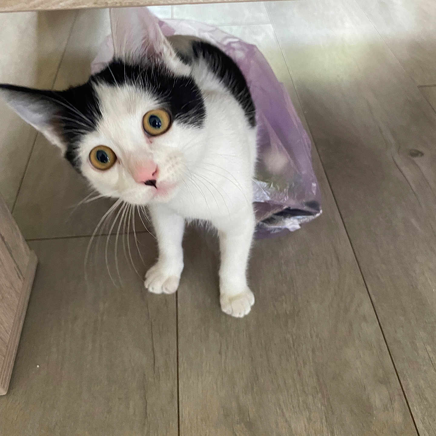 Louna a rejoint le concours — aidez-le/la à gagner de superbes lots ! animal, black_and_white, cat, close_up, curious, domestic_cat, ears, feline, floor, indoor, looking_up, pet, pink_nose, plastic_bag, playful, under_furniture, whiskers, wide_eyes, wooden_floor, young_cat