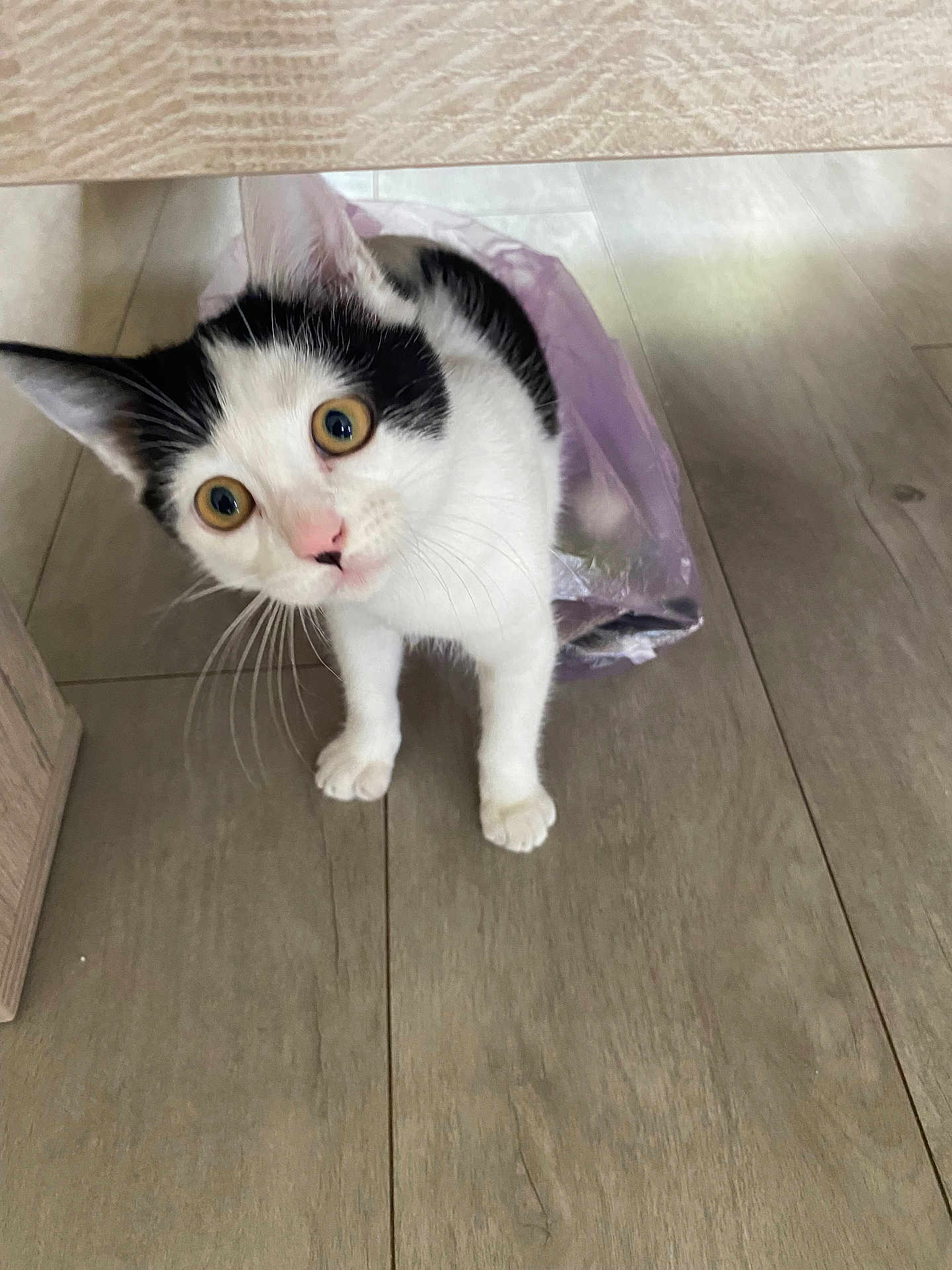 Louna a rejoint le concours — aidez-le/la à gagner de superbes lots ! cat, black_and_white, curious, wide_eyes, plastic_bag, floor, wooden_floor, indoor, pet, animal, feline, whiskers, ears, pink_nose, playful, close_up, looking_up, young_cat, domestic_cat, under_furniture