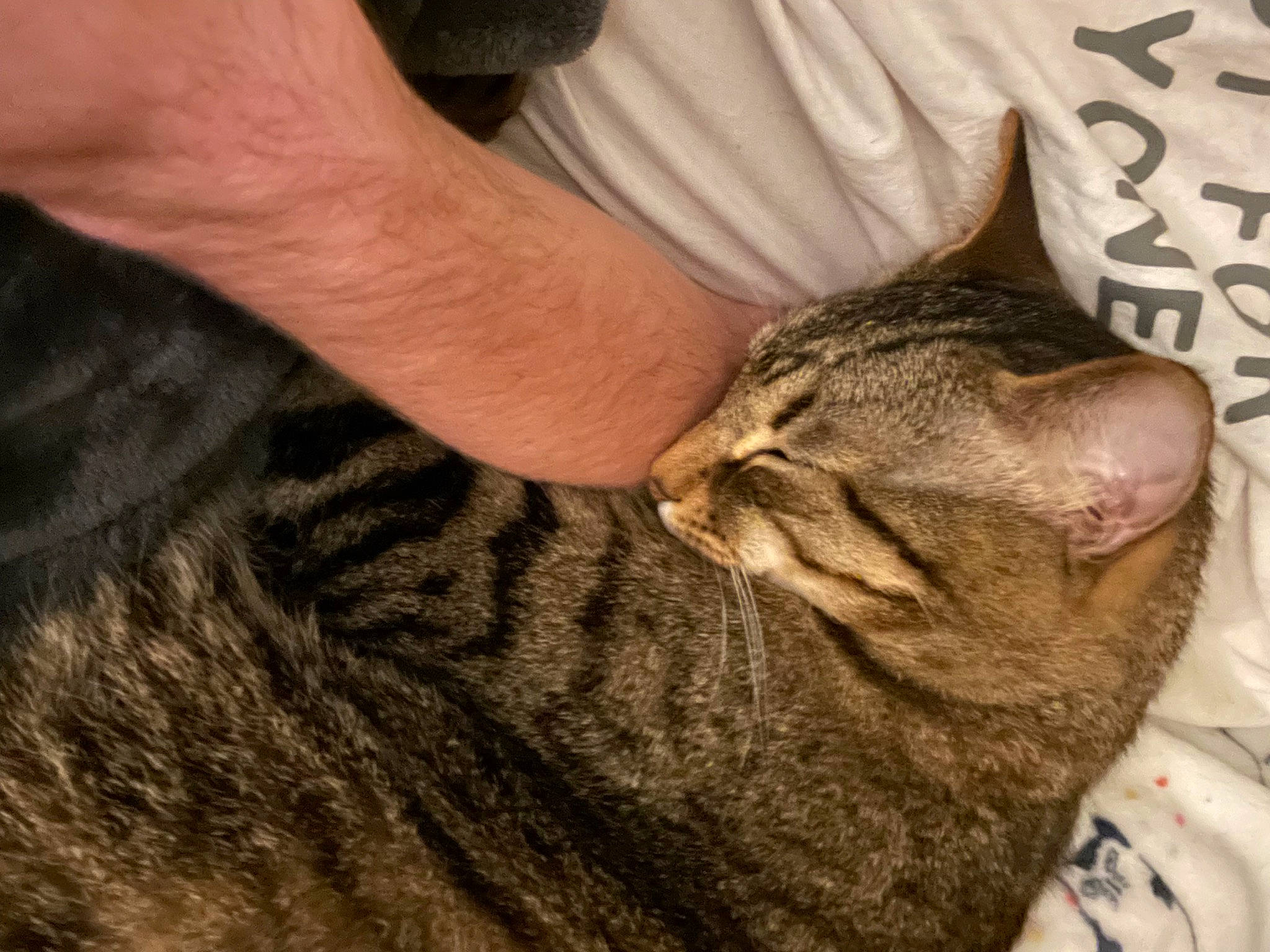 Gabe joined the competition — help win amazing prizes! carnivore, cat, claw, comfort, domestic_short_haired_cat, ear, fawn, felidae, fur, gesture, mammal, nap, paw, sleep, small_to_medium_sized_cats, snout, terrestrial_animal, vertebrate, whiskers, wildlife