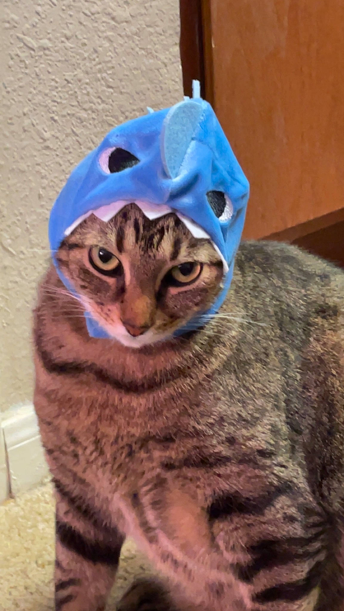Gabe is registered to the contest to win money with this photo: carnivore, cat, domestic_short_haired_cat, electric_blue, eye, fashion_accessory, fawn, felidae, fur, glasses, hat, head, personal_protective_equipment, photo_caption, small_to_medium_sized_cats, snout, terrestrial_animal, whiskers, wildlife