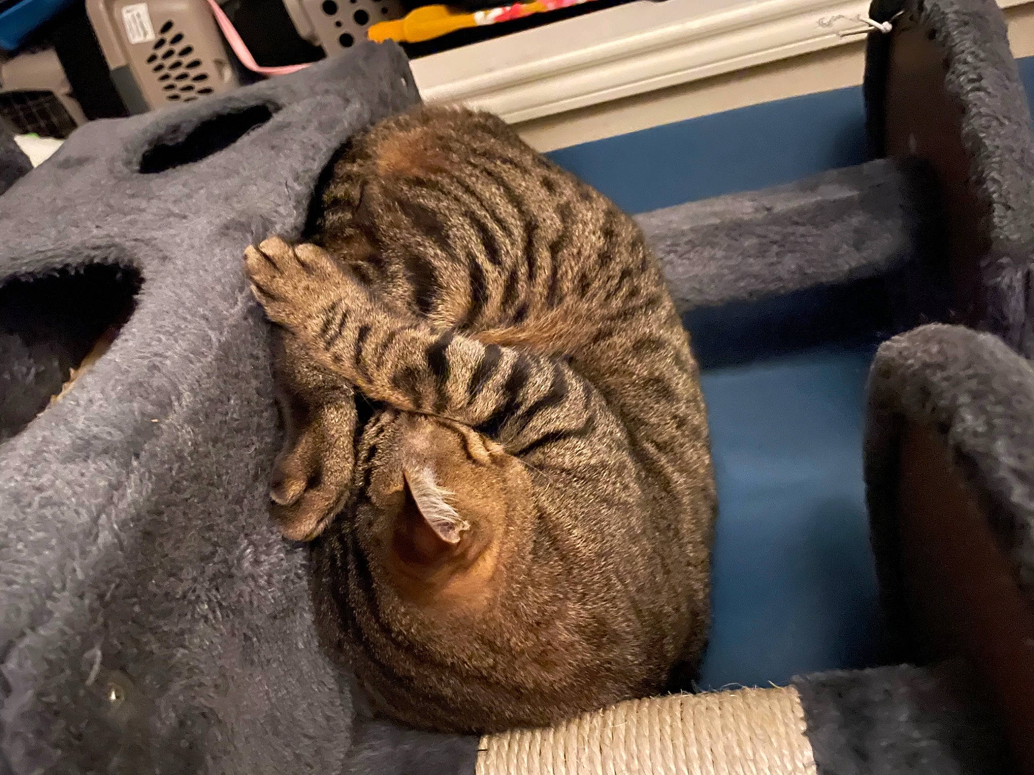 Gabe joined the competition — help win amazing prizes! ancient_history, argali, art, artifact, automotive_tire, automotive_wheel_system, carving, felidae, fur, metal, sculpture, sheep, small_to_medium_sized_cats, terrestrial_animal, tire, visual_arts, whiskers, wood, working_animal, wrinkle