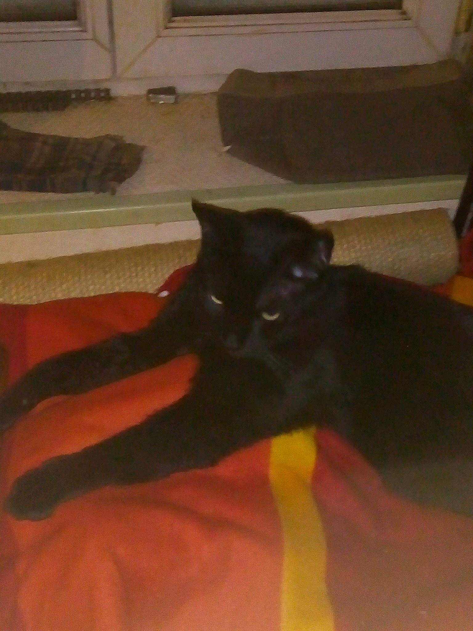 Sanga a rejoint le concours — aidez-le/la à gagner de superbes lots ! black, black_cat, bombay, carnivore, cat, domestic_short_haired_cat, felidae, floor, kitten, small_to_medium_sized_cats, tail, whiskers