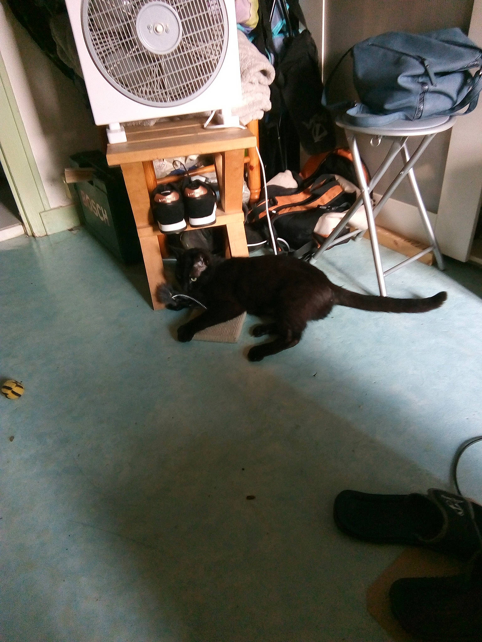 Sanga participe au concours pour gagner de l'argent avec cette photo : audio_equipment, cat, electronics, felidae, floor, flooring, room, small_to_medium_sized_cats, table