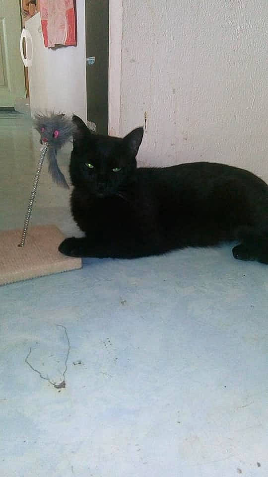 Sanga a rejoint le concours — aidez-le/la à gagner de superbes lots ! asian, black, black_cat, bombay, british_shorthair, carnivore, cat, domestic_short_haired_cat, felidae, kitten, korat, mammal, persian, small_to_medium_sized_cats, tail, whiskers