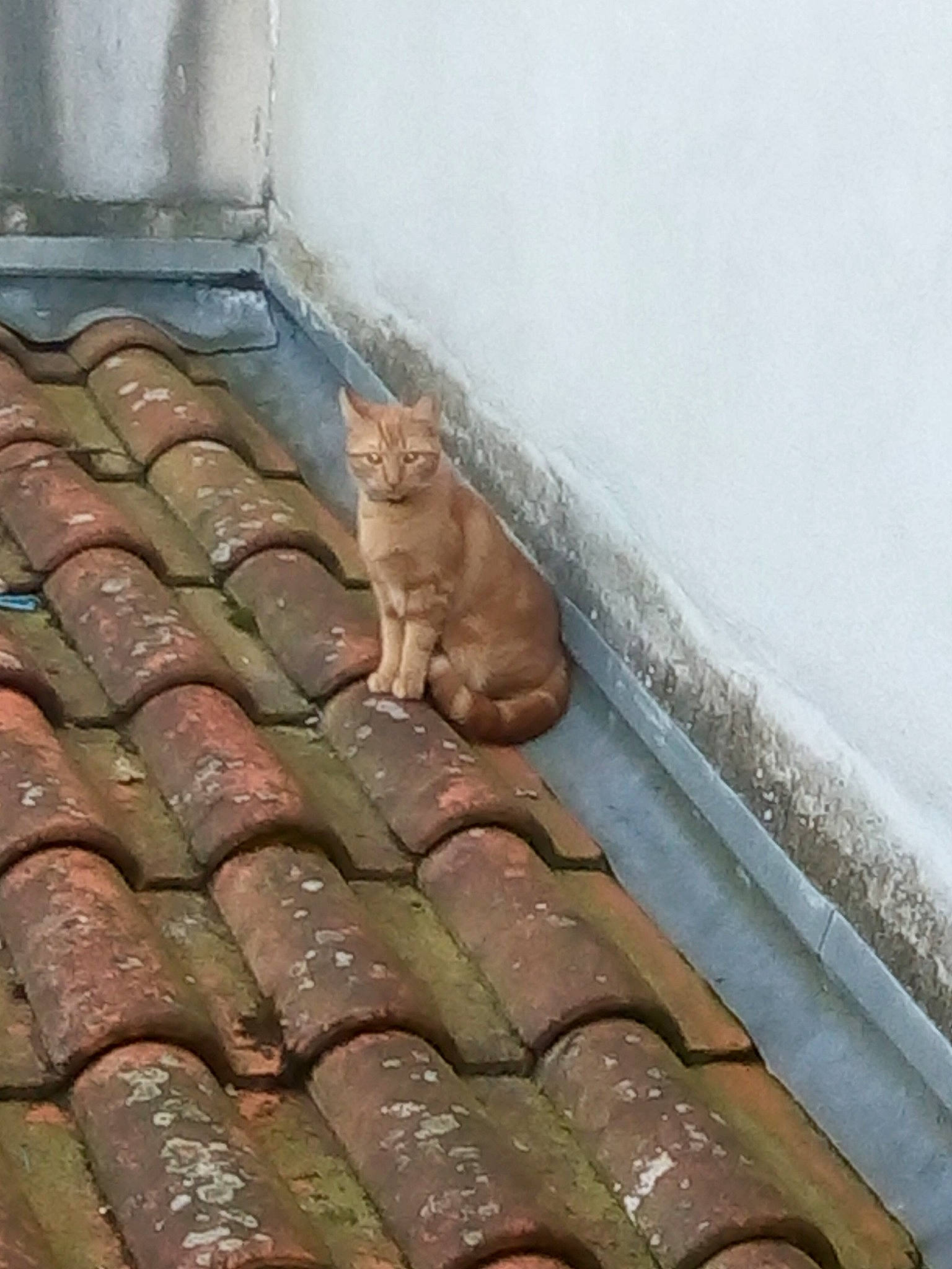 Woody a rejoint le concours — aidez-le/la à gagner de superbes lots ! cat, felidae, roof, small_to_medium_sized_cats