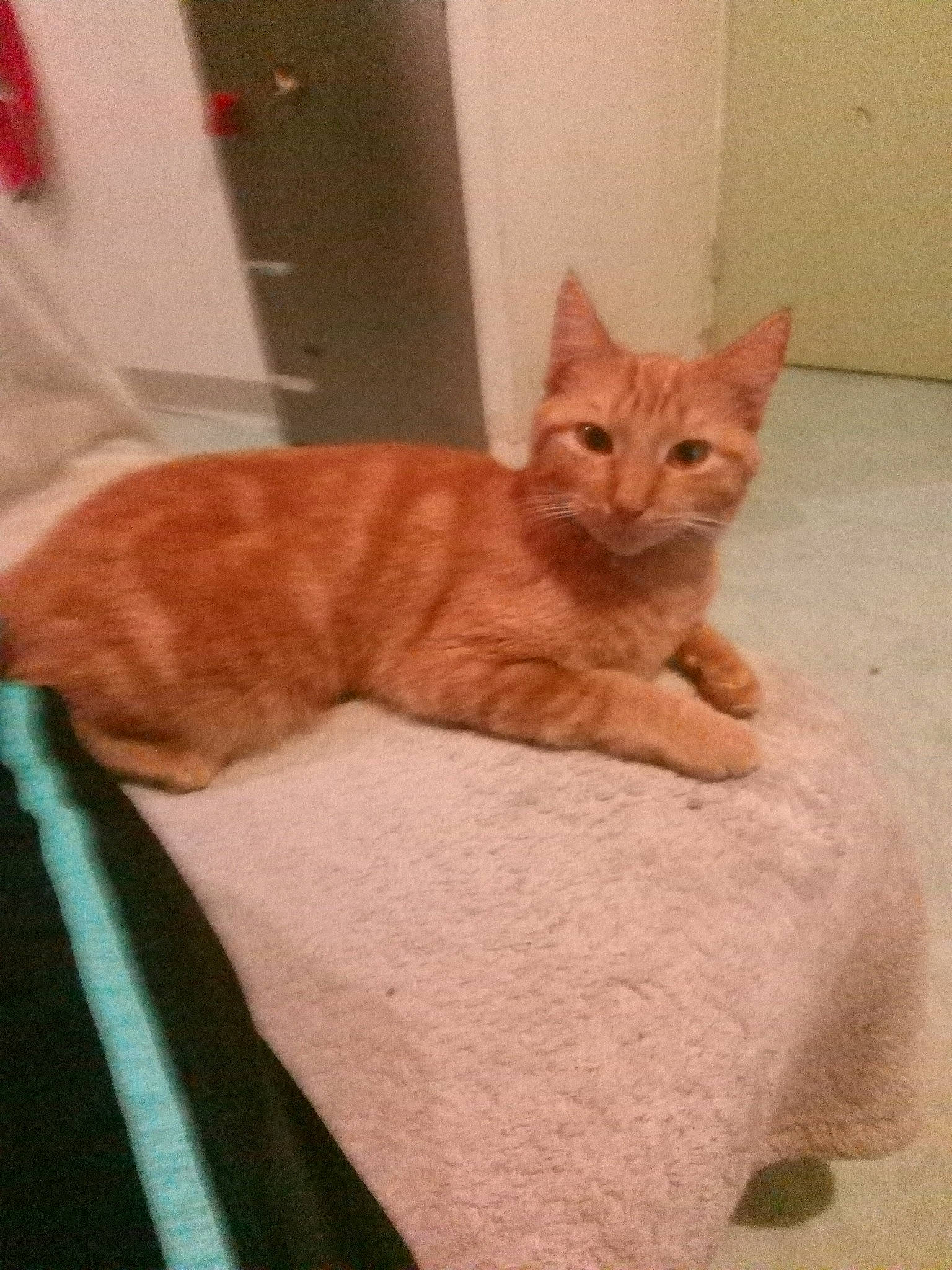 Woody a rejoint le concours — aidez-le/la à gagner de superbes lots ! american_shorthair, arabian_mau, asian, australian_mist, british_shorthair, carnivore, cat, domestic_short_haired_cat, european_shorthair, fawn, felidae, german_rex, kitten, mammal, small_to_medium_sized_cats, tabby_cat, tail, vertebrate, whiskers