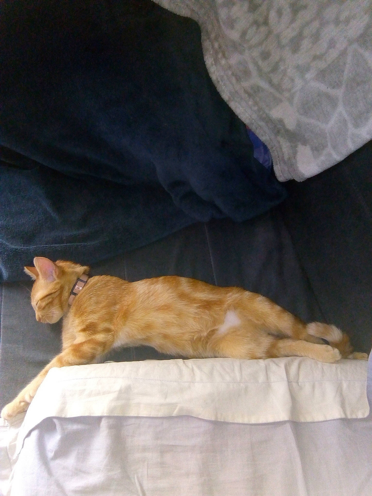 Woody participe au concours pour gagner de l'argent avec cette photo : carnivore, cat, european_shorthair, fawn, felidae, small_to_medium_sized_cats, tabby_cat, tail, whiskers