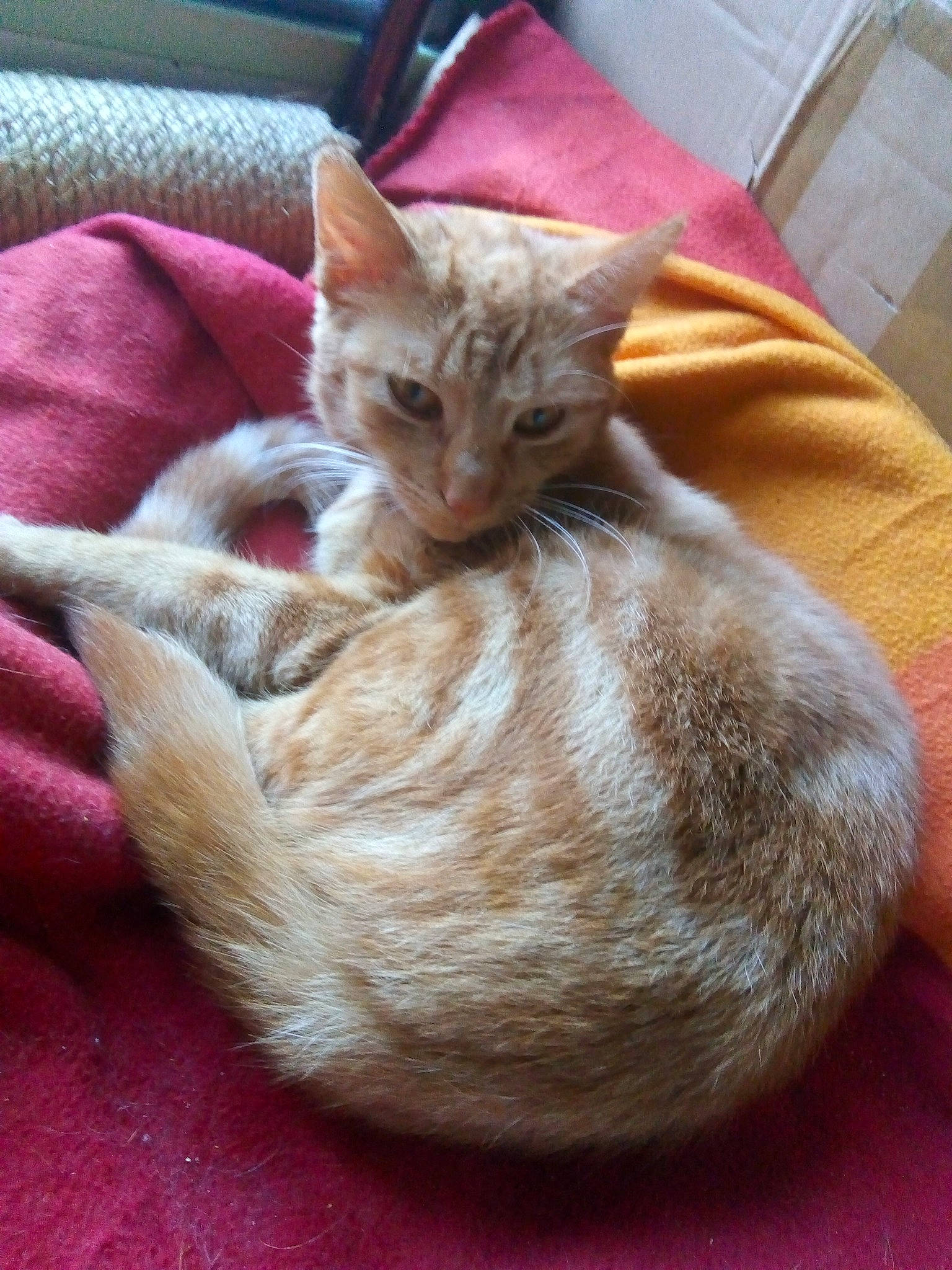 Woody a rejoint le concours — aidez-le/la à gagner de superbes lots ! arabian_mau, asian, australian_mist, carnivore, cat, cat_bed, chausie, domestic_short_haired_cat, european_shorthair, fawn, felidae, german_rex, kitten, mammal, oriental_longhair, singapura, small_to_medium_sized_cats, tabby_cat, vertebrate, whiskers