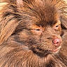 brown_fur, close_up, cozy, dog, domestic_animal, eyes, face, fluffy_fur, fur, hair, long_hair, mammal, muzzle, nose, pet, pomeranian, portrait, sleepy, snout, whiskers