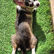Atom a rejoint le concours — aidez-le/la à gagner de superbes lots ! chihuahua, cute, dog, ears, fur, grass, lawn, long_hair, looking_up, lying_down, outdoor, paws, pet, portrait, puppy, shadow, small_dog, sploot, sunlight, tail