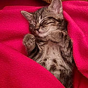 Gon a rejoint le concours — aidez-le/la à gagner de superbes lots ! kitten, tabby, sleeping, cozy, blanket, red_blanket, fur, pet, cute, animal, domestic_cat, small, paws, whiskers, relaxation, resting, indoors, young_animal, soft, nap