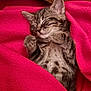 kitten, tabby, sleeping, cozy, blanket, red_blanket, fur, pet, cute, animal, domestic_cat, small, paws, whiskers, relaxation, resting, indoors, young_animal, soft, nap