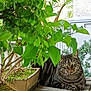 Gon a rejoint le concours — aidez-le/la à gagner de superbes lots ! cat, tabby_cat, animal, pet, plant, potted_plant, greenery, leaves, wooden_table, outdoor, nature, relaxing, curious, feline, moss, bonsai, garden, wood, texture, daylight