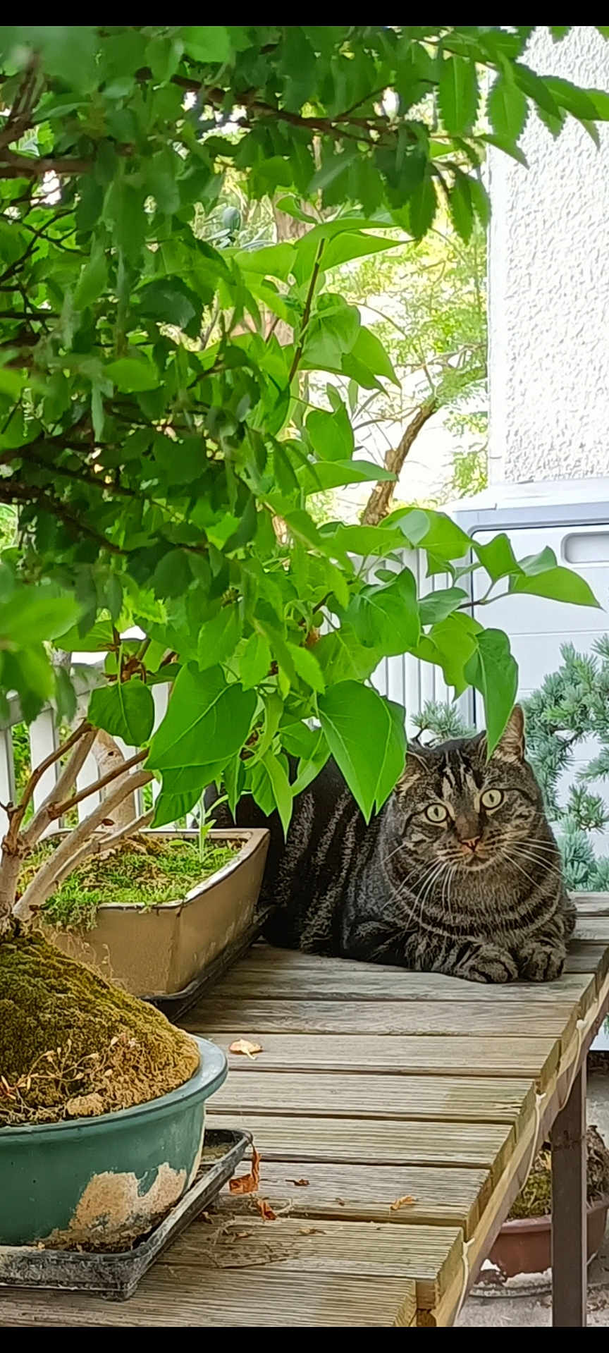 Gon a rejoint le concours — aidez-le/la à gagner de superbes lots ! cat, tabby_cat, animal, pet, plant, potted_plant, greenery, leaves, wooden_table, outdoor, nature, relaxing, curious, feline, moss, bonsai, garden, wood, texture, daylight