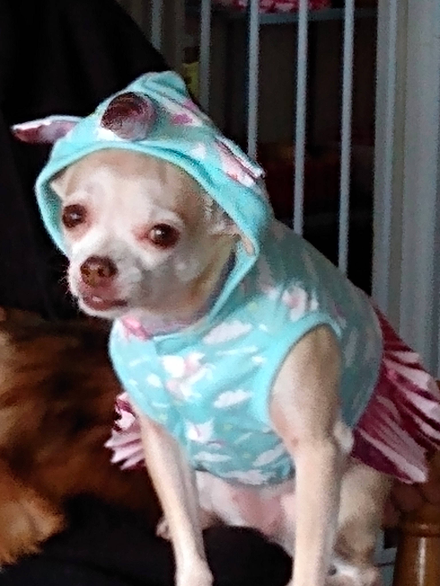 Koda is registered to the contest to win money with this photo: american_pit_bull_terrier, american_staffordshire_terrier, boston_terrier, canidae, carnivore, companion_dog, costume, dog, dog_breed, dog_clothes, fawn, fictional_character, non_sporting_group, pit_bull, snout