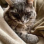 cat, gray_cat, tabby_cat, pet, feline, whiskers, paw, blanket, beige, soft_texture, cozy, indoor, resting, fur, closeup, animal, cute, sleepy, relaxed, comfort
