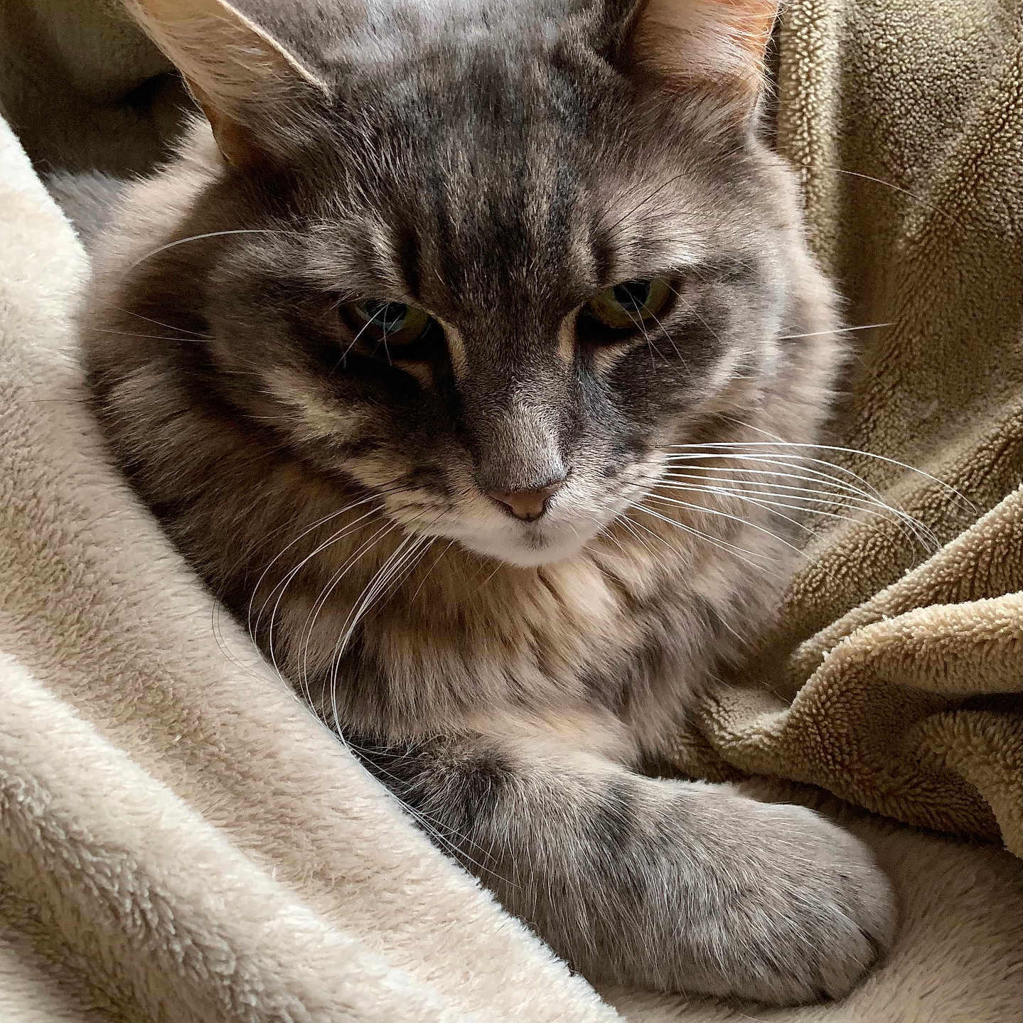 Titi participe au concours pour gagner de l'argent avec cette photo : animal, beige, blanket, cat, closeup, comfort, cozy, cute, feline, fur, gray_cat, indoor, paw, pet, relaxed, resting, sleepy, soft_texture, tabby_cat, whiskers
