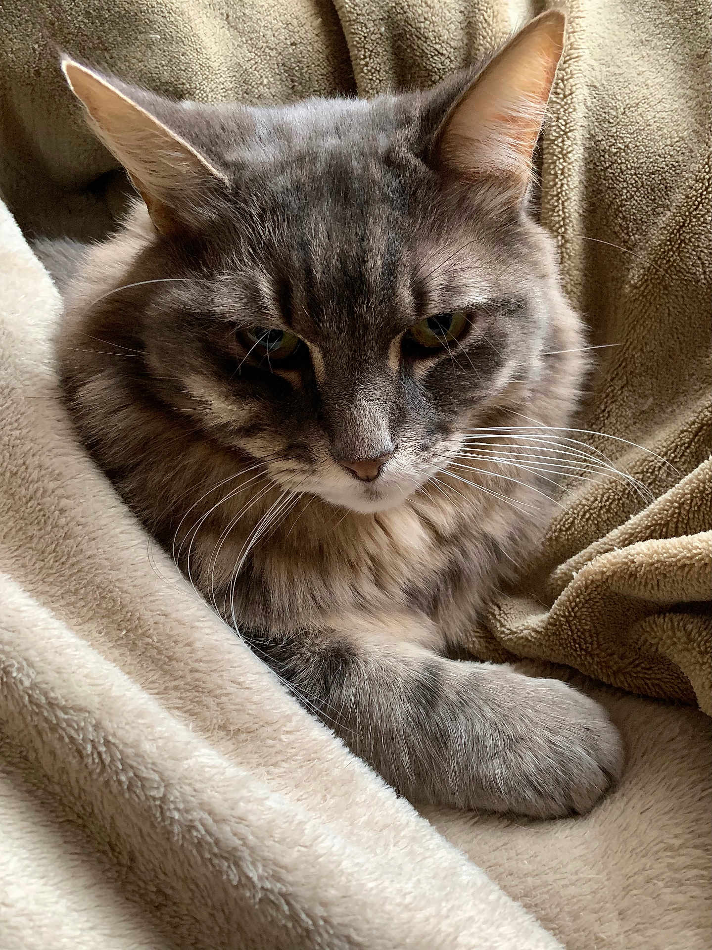 Titi participe au concours pour gagner de l'argent avec cette photo : cat, gray_cat, tabby_cat, pet, feline, whiskers, paw, blanket, beige, soft_texture, cozy, indoor, resting, fur, closeup, animal, cute, sleepy, relaxed, comfort