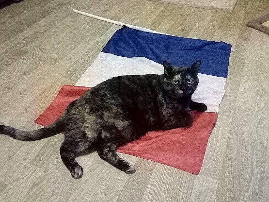 Céleste participe au concours pour gagner de l'argent avec cette photo : black_cat, bombay, carnivore, cat, comfort, dog_breed, domestic_short_haired_cat, felidae, floor, flooring, fur, hardwood, mammal, paw, small_to_medium_sized_cats, snout, tail, vertebrate, whiskers, wood