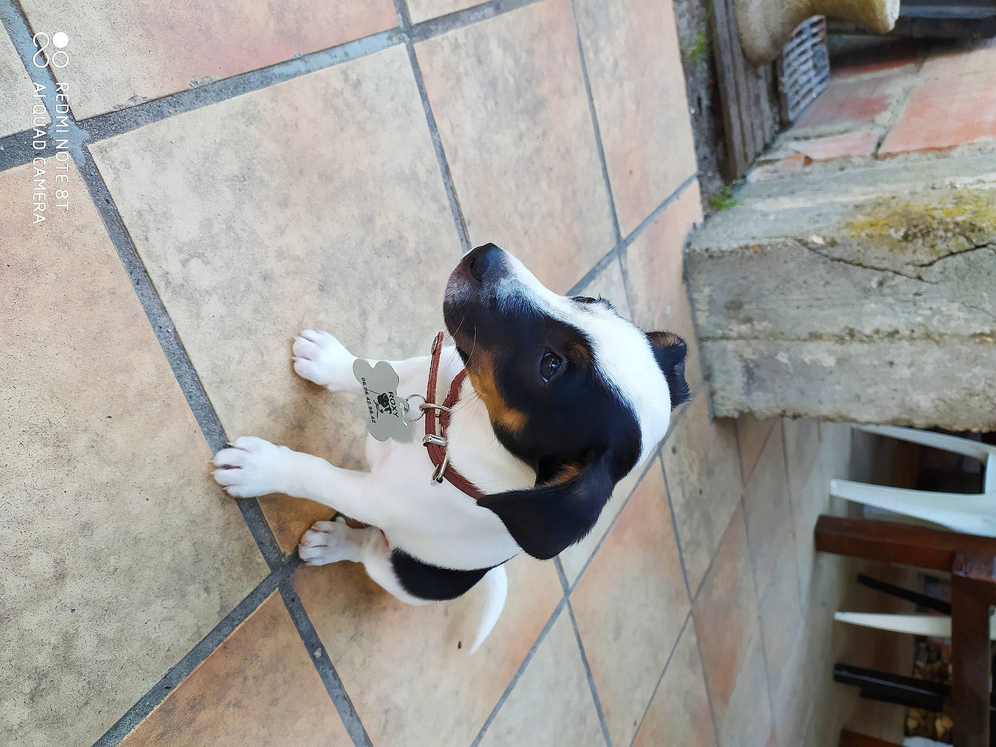 Roxy a rejoint le concours — aidez-le/la à gagner de superbes lots ! basset_hound, brazilian_terrier, canidae, carnivore, companion_dog, coonhound, danish_swedish_farmdog, dog, dog_breed, pointer, ratonero_bodeguero_andaluz, smooth_fox_terrier, sporting_group, tail, toy_fox_terrier, treeing_walker_coonhound