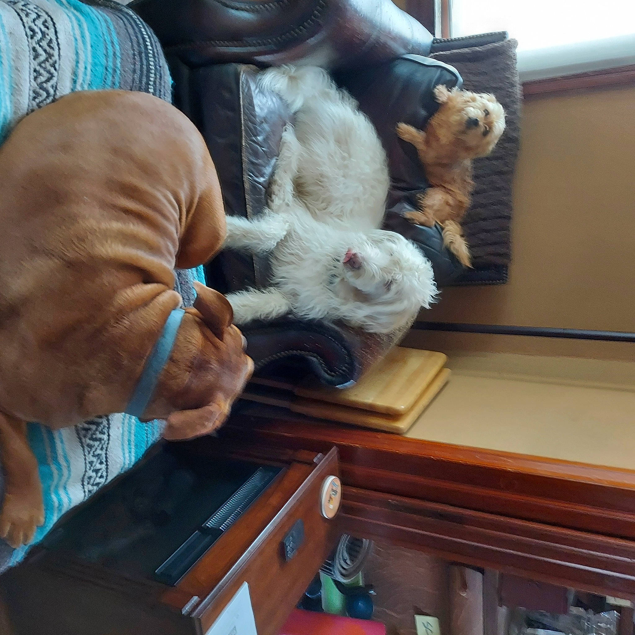 Brodie is registered to the contest to win money with this photo: art, blue, collection, companion_dog, fur, gesture, nail, plush, room, snapshot, stuffed_toy, textile, thumb, toy, vertebrate, visual_arts, wood, wool, wrinkle, wrist