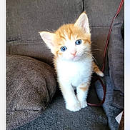 Wapi participe au concours pour gagner de l'argent avec cette photo : kitten, cat, orange, white, blue_eyes, couch, cushion, indoor, pet, animal, feline, young, cute, fur, small, looking, sitting, domestic, cozy, curious