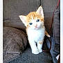 kitten, cat, orange, white, blue_eyes, couch, cushion, indoor, pet, animal, feline, young, cute, fur, small, looking, sitting, domestic, cozy, curious