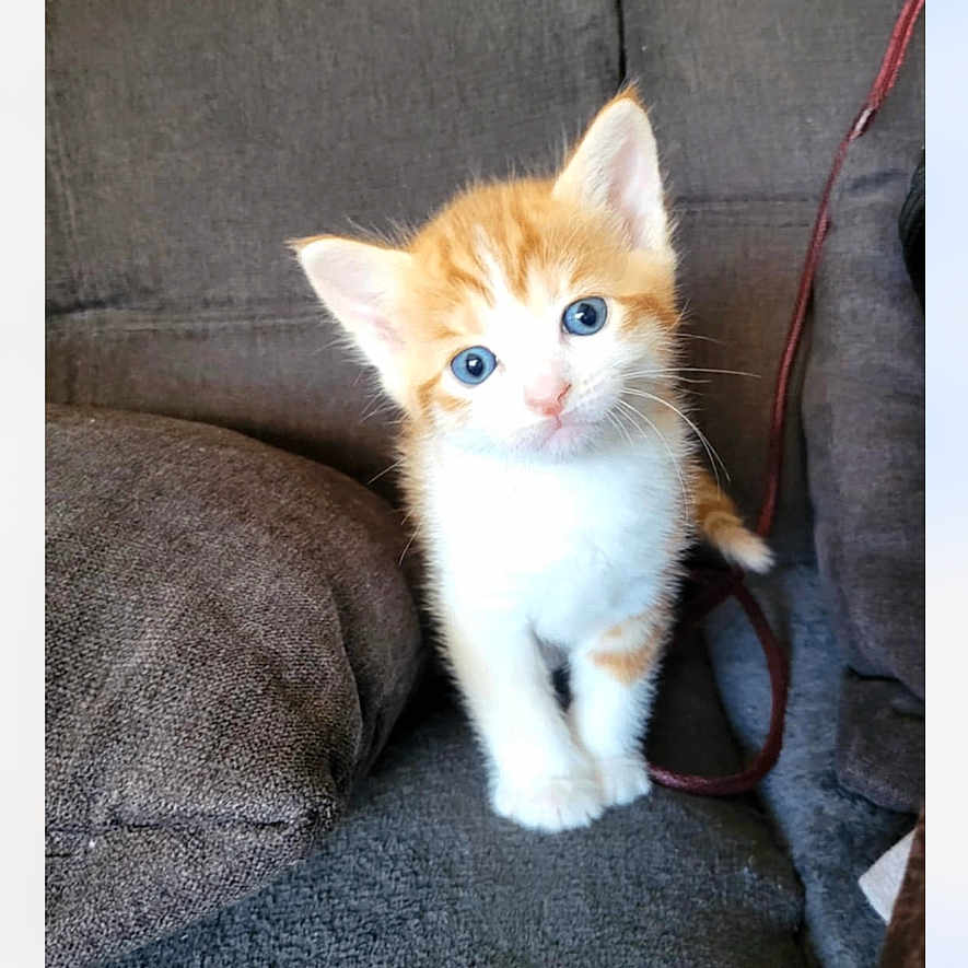 Wapi participe au concours pour gagner de l'argent avec cette photo : animal, blue_eyes, cat, couch, cozy, curious, cushion, cute, domestic, feline, fur, indoor, kitten, looking, orange, pet, sitting, small, white, young