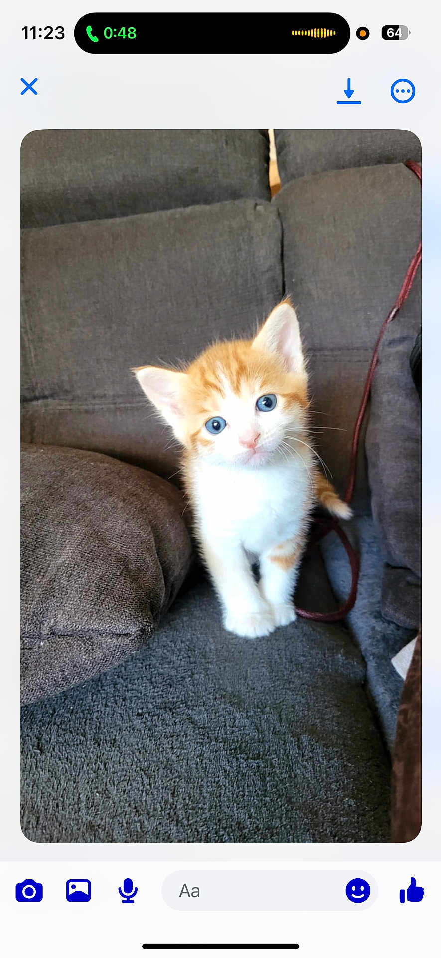 Wapi participe au concours pour gagner de l'argent avec cette photo : kitten, cat, orange, white, blue_eyes, couch, cushion, indoor, pet, animal, feline, young, cute, fur, small, looking, sitting, domestic, cozy, curious