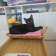 Polo a rejoint le concours — aidez-le/la à gagner de superbes lots ! black_cat, cat, basket, pink_cloth, wooden_table, living_room, television, books, video_games, shelf, curious, pet, indoor, furniture, modern, animal, cozy, yellow_eyes, domestic_cat, relaxed
