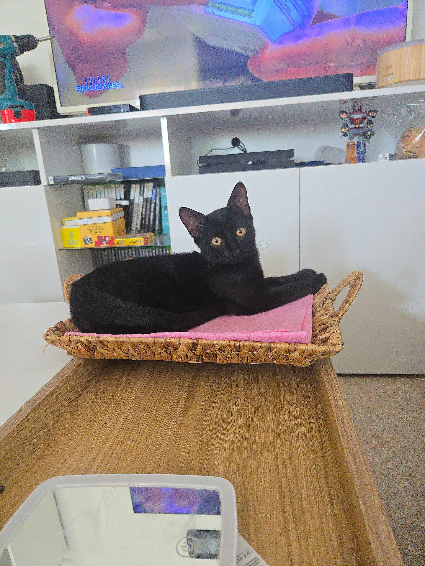 Polo a rejoint le concours — aidez-le/la à gagner de superbes lots ! black_cat, cat, basket, pink_cloth, wooden_table, living_room, television, books, video_games, shelf, curious, pet, indoor, furniture, modern, animal, cozy, yellow_eyes, domestic_cat, relaxed