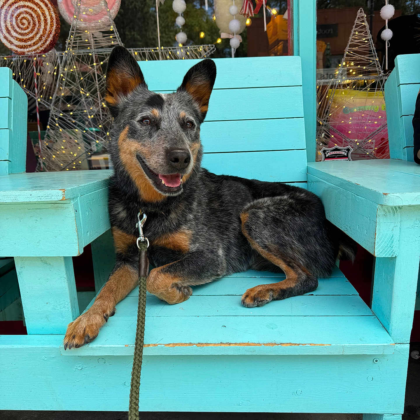 Koda joined the competition — help win amazing prizes! accessories, animal, bench, candy, canine, chair, cream, dessert, dog, food, furniture, icing, leash, person, pet, puppy, sphere, strap, sweets, terrier