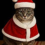 cat, gray_tabby, santa_hat, santa_cape, festive, holiday, pet, animal, portrait, indoor, striped_rug, costume, cute, feline, whiskers, sitting, looking_at_camera, soft_fur, black_background, calm