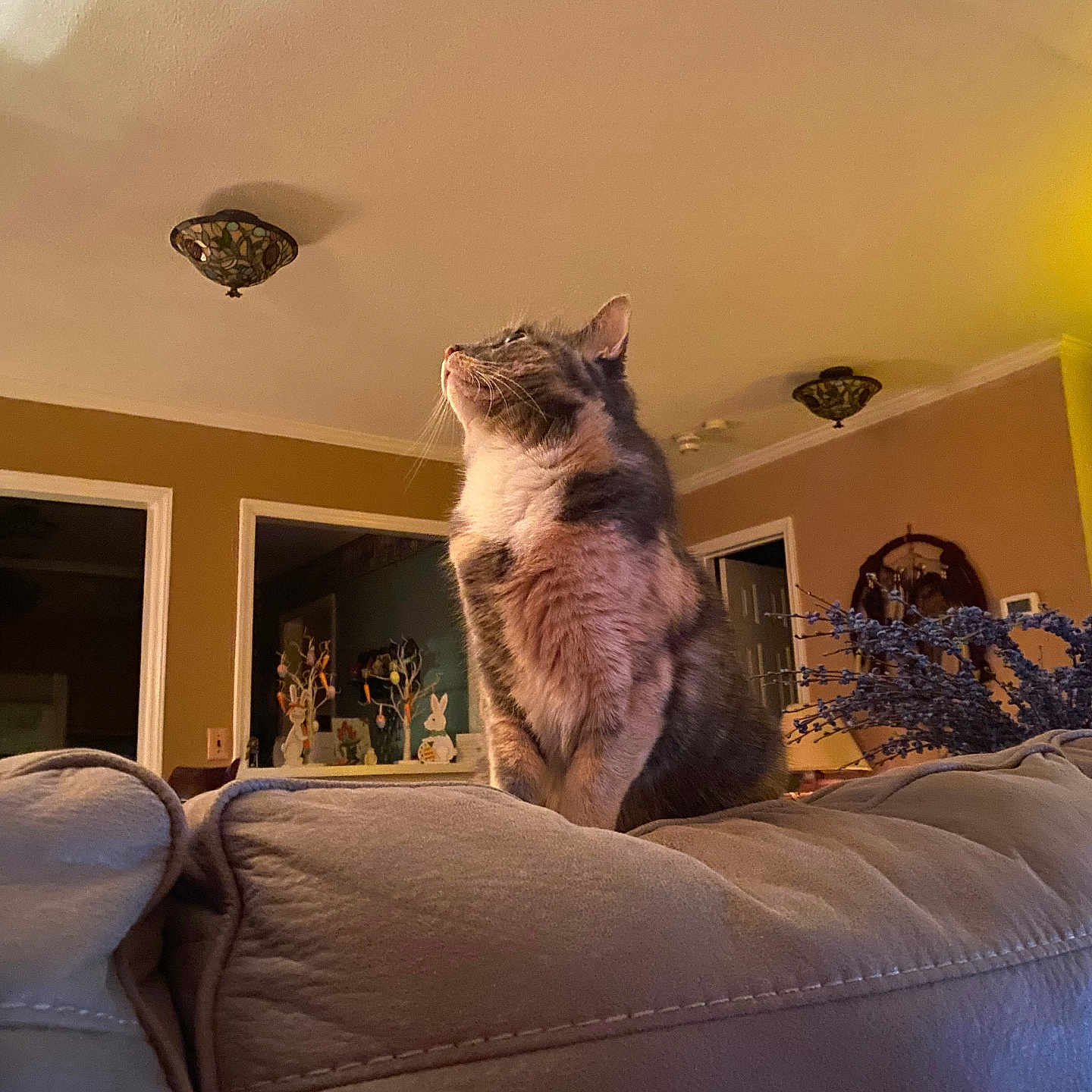 Pj Kitty Kitty joined the competition — help win amazing prizes! animal, cat, couch, cozy, curious, decor, domestic_animal, fur, furniture, home, indoor, lamp, living_room, mammal, pet, plant, relaxed, seated, wall, window