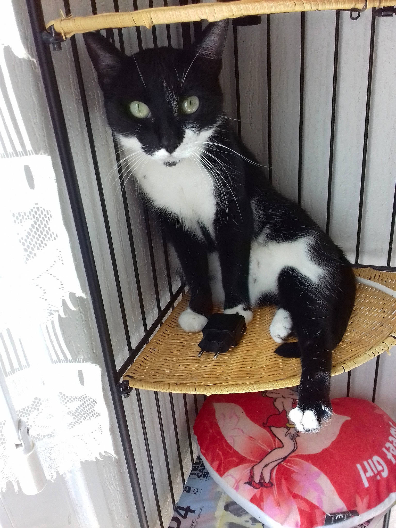 Missy a rejoint le concours — aidez-le/la à gagner de superbes lots ! american_shorthair, animal_shelter, black_and_white, black_cat, carnivore, cat, domestic_short_haired_cat, european_shorthair, felidae, kitten, polydactyl_cat, small_to_medium_sized_cats, tail, whiskers