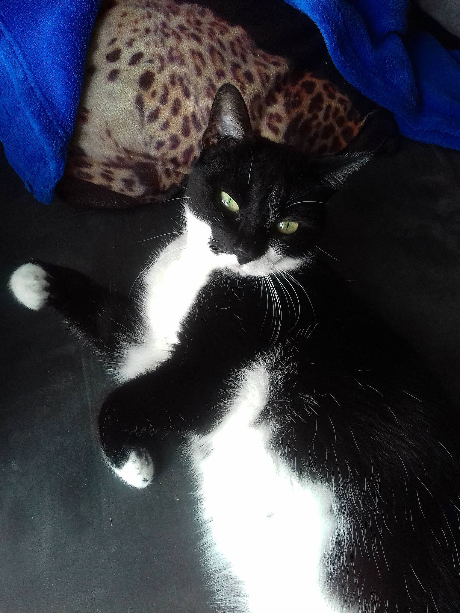 Missy a rejoint le concours — aidez-le/la à gagner de superbes lots ! american_wirehair, asian, black_and_white, black_cat, carnivore, cat, domestic_short_haired_cat, european_shorthair, eye, felidae, fur, kitten, leg, polydactyl_cat, sky, small_to_medium_sized_cats, tail, whiskers