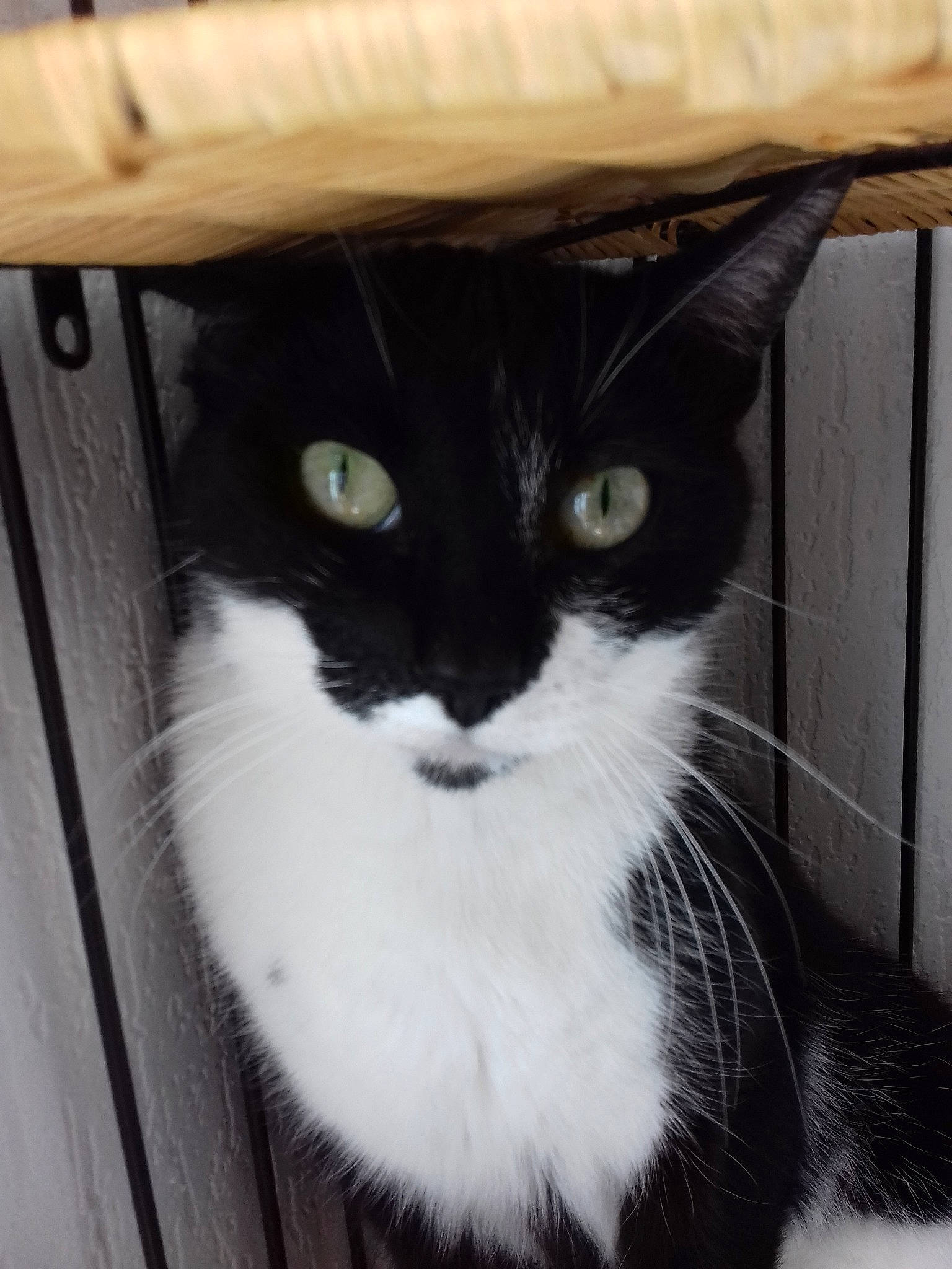 Missy participe au concours pour gagner de l'argent avec cette photo : asian, black_and_white, black_cat, carnivore, cat, domestic_short_haired_cat, ear, european_shorthair, eye, felidae, fur, kitten, ojos_azules, polydactyl_cat, small_to_medium_sized_cats, snout, whiskers, window